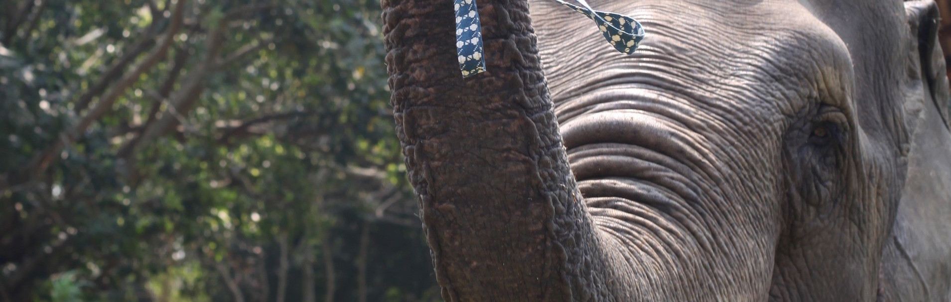 animals of India
