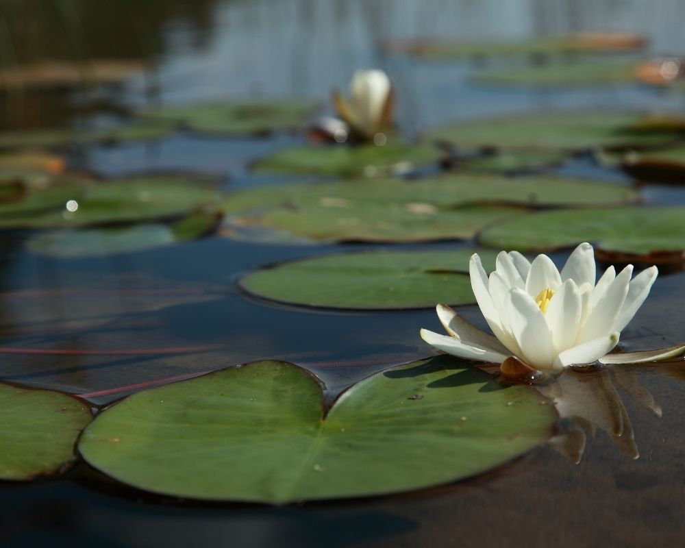 a boat with flowers