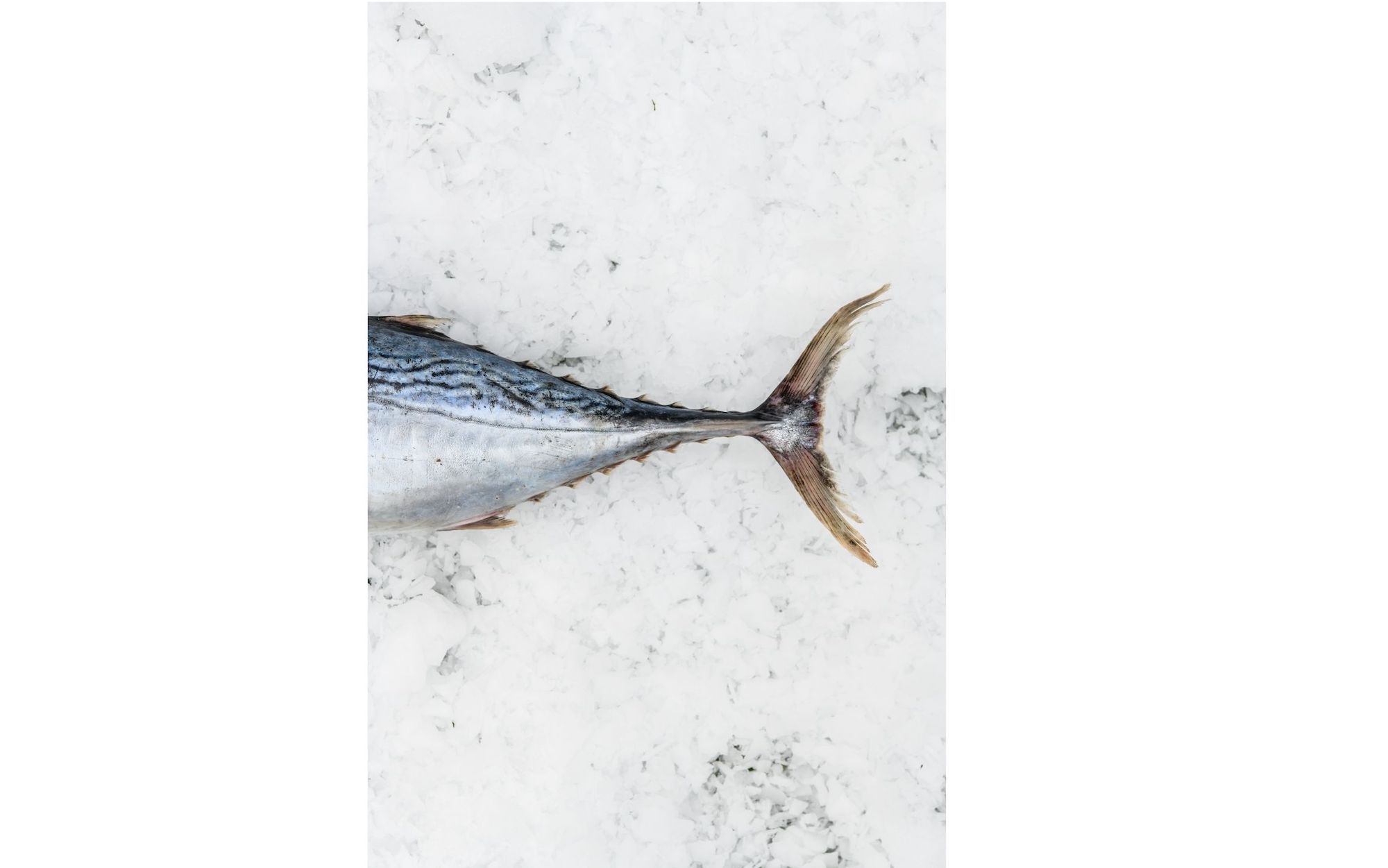 mackerel